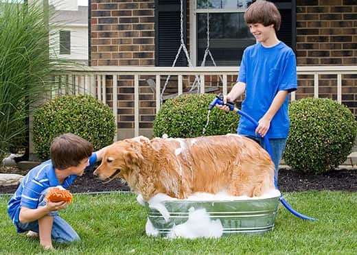 boys-give-golden-retriever-bath Two boys dressed in blue give a golden retriever a bath outside.