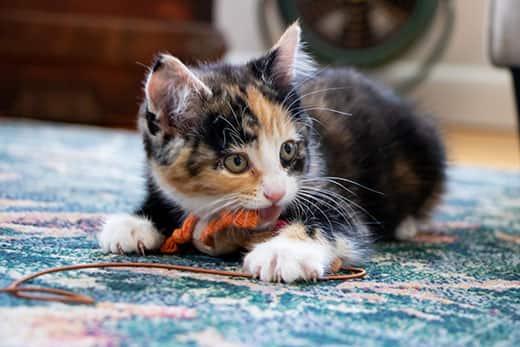 Calico kitten playing with orange and brown rope while laying on blue rug.