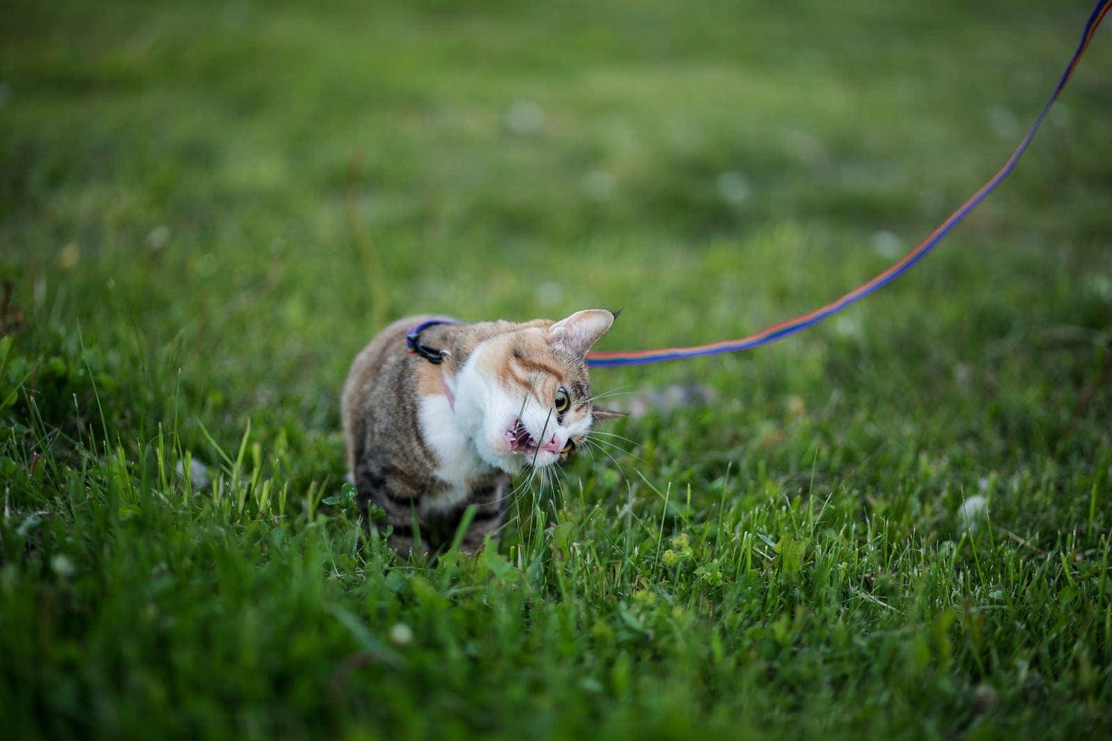 cat-on-leash-in-grass Tabby cat on a purple leash licking a blade of grass.