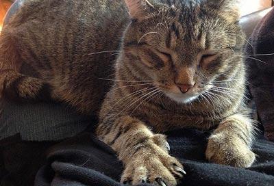Gray and black striped cat asleep on owner's lap.