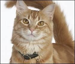 Cat Image