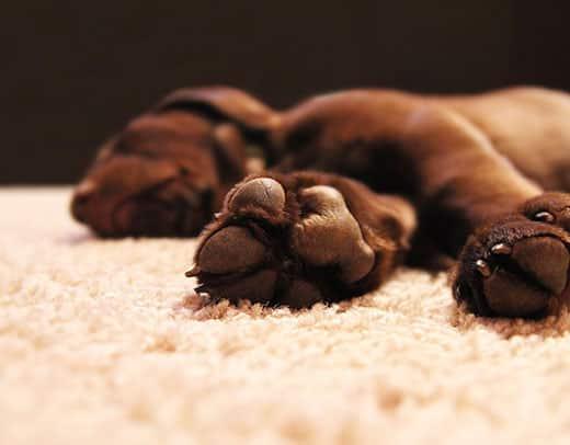 Concentrez-vous sur le dessous des pieds du labrador chocolaté..