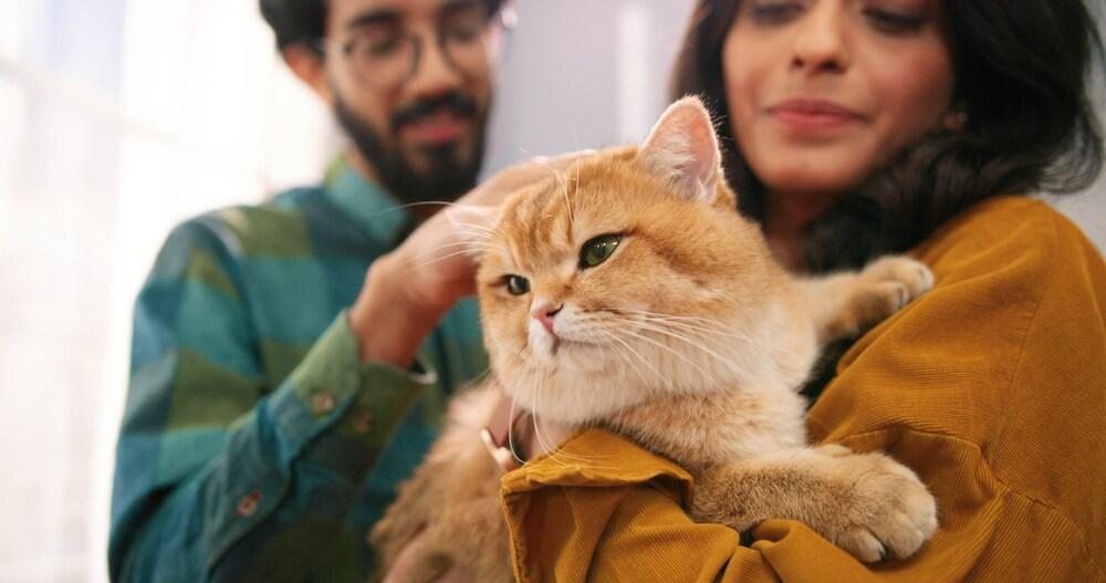 Close up of cheerful Indian young couple wife and husband standing in room at home holding cute cat in hands. Gros plan d'un jeune couple indien joyeux, femme et mari, debout dans la chambre à la maison, tenant un chat mignon dans les mains