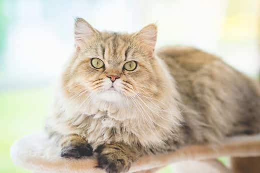 Mignon chat persan couché sur un arbre à chat et regardant la caméra