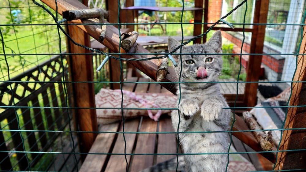gray-kitten-in-a-catio A gray kitten is climbing inside a catio