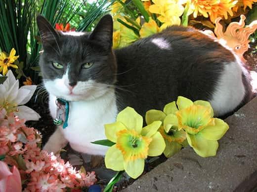 gray-white-cat-laying-among-flowers Black and white cat sitting in flower bed