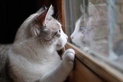 Gray and white cat staring at reflection in window.
