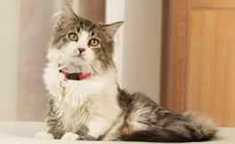 Long-haired white and gray cat in red collar sitting.