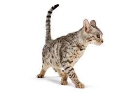 Keeping outdoors cats close to home