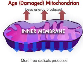 Damaged mitochondrian