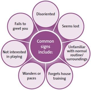 Common signs of brain aging