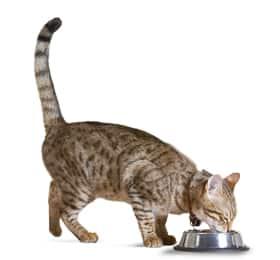 Alimentation chez les chats