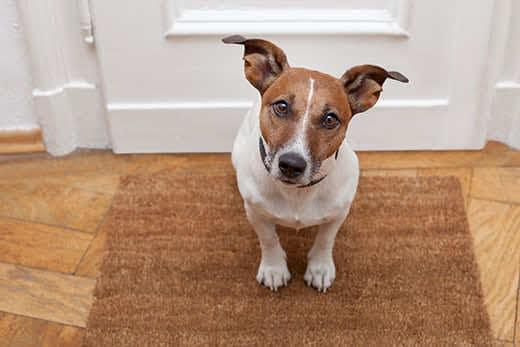 jack-russell-on-welcome-mat Jack Russell Terrier sitting on welcome mat at the door looking up.