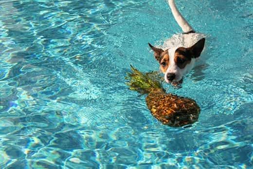 Jack Russell Terrier dog swimming towards pineapple floating in pool.