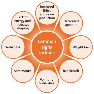Common signs of kidney disease