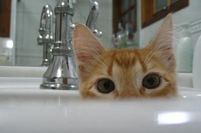 Orange tabby hiding in bathroom sink with only big eyes showing.