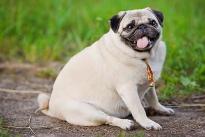chien Carlin en surpoids qui halète