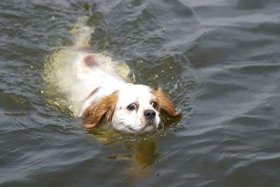 Chien épagneul blanc nageant dans l'eau d'un lac.
