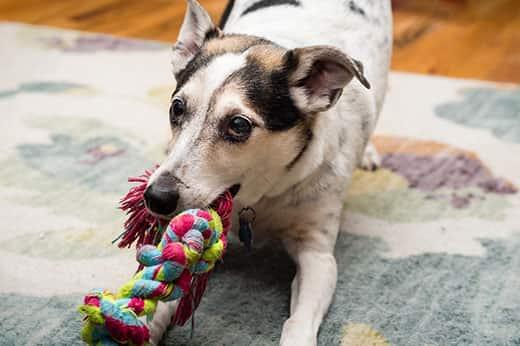 terrier-mix-plays-tug-of-war-with-rope-toy-SW Un croisé terrier joue à tirer sur un jouet coloré.