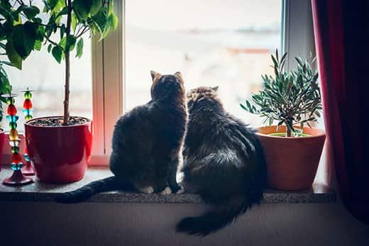 Two cats sits on window sill looking out with plants on boths sides of them