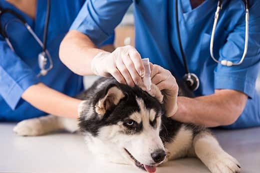 Les vétérinaires donnent des gouttes auriculaires à un chien assis sur une table de laboratoire