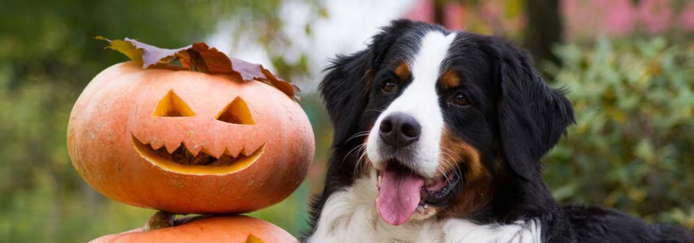 Photo d'un bouvier bernois