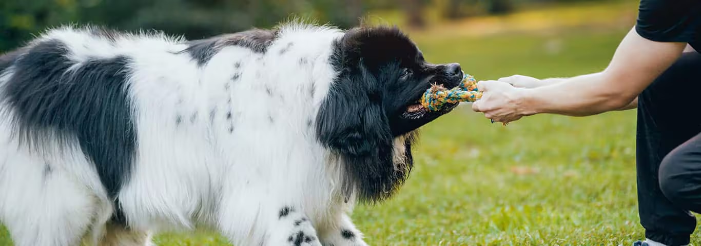 Photo d'un chien Terre-Neuve