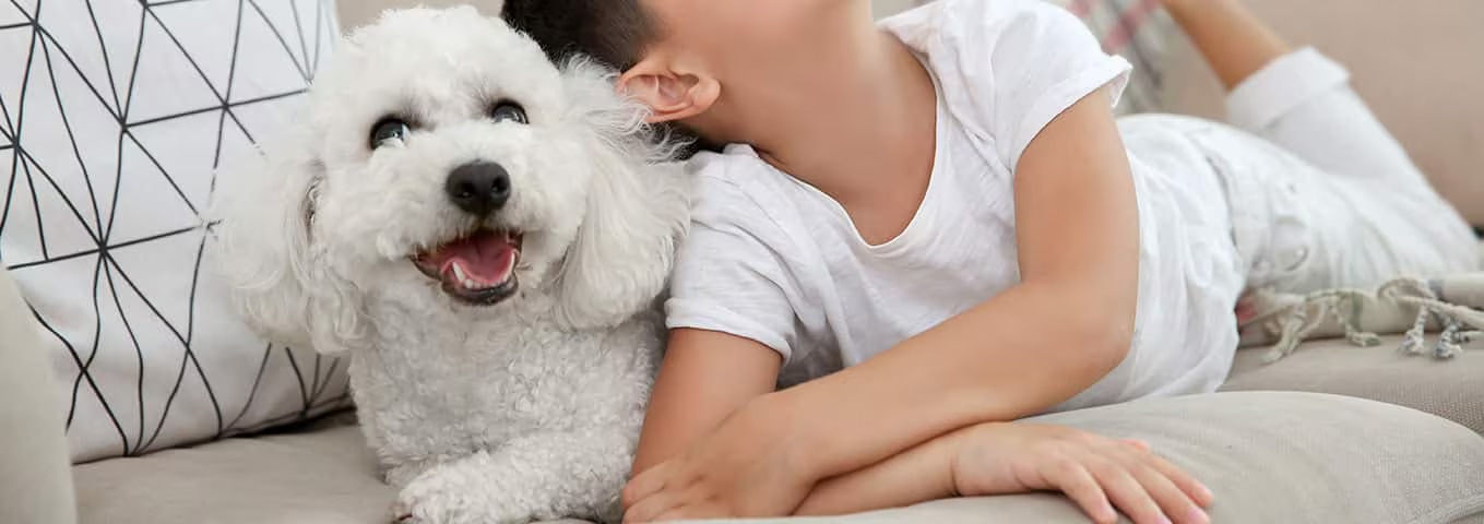 Photo d'un chien Bichon Frisé