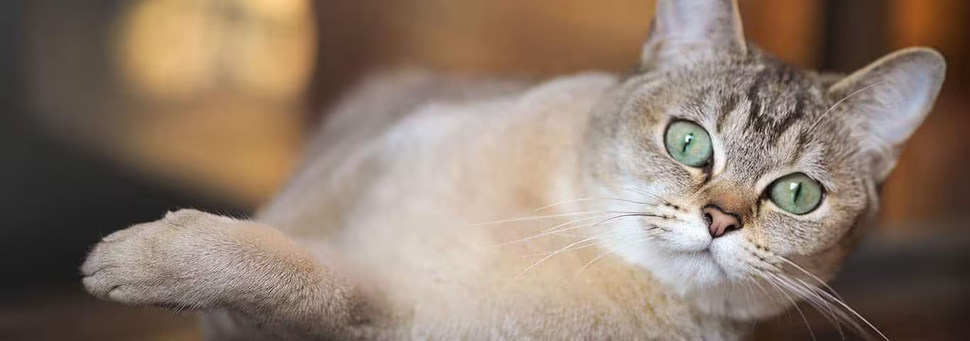 Photo d'un chat Burmilla