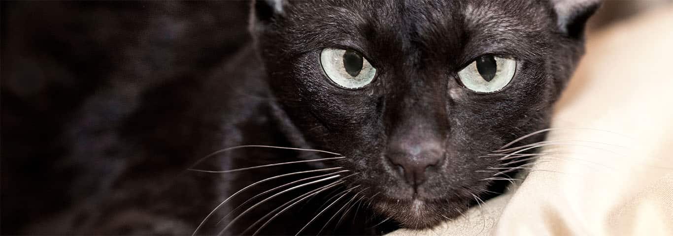 Photo d'un chat Havana Brown