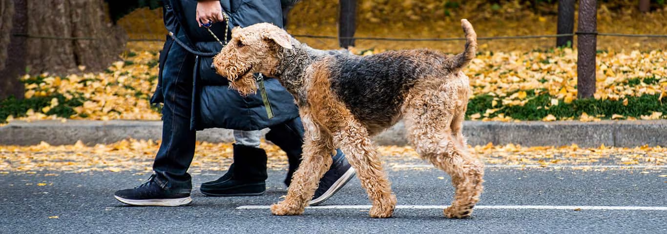 Photo d'un chien Airedale Terrier