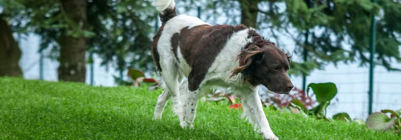 Photo d'un chien Setter anglais