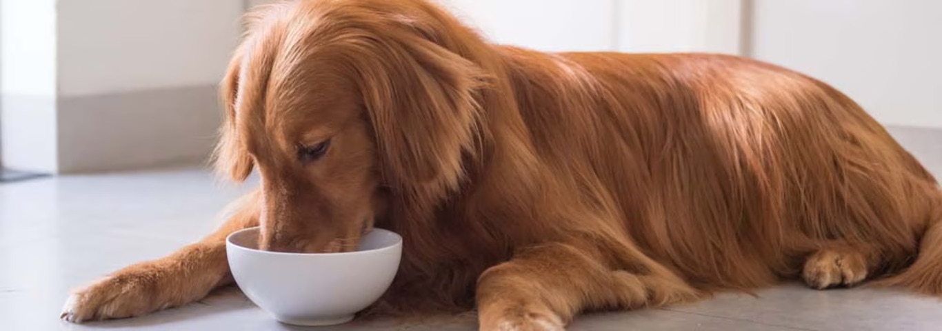 Photo d'un chien Golden Retriever