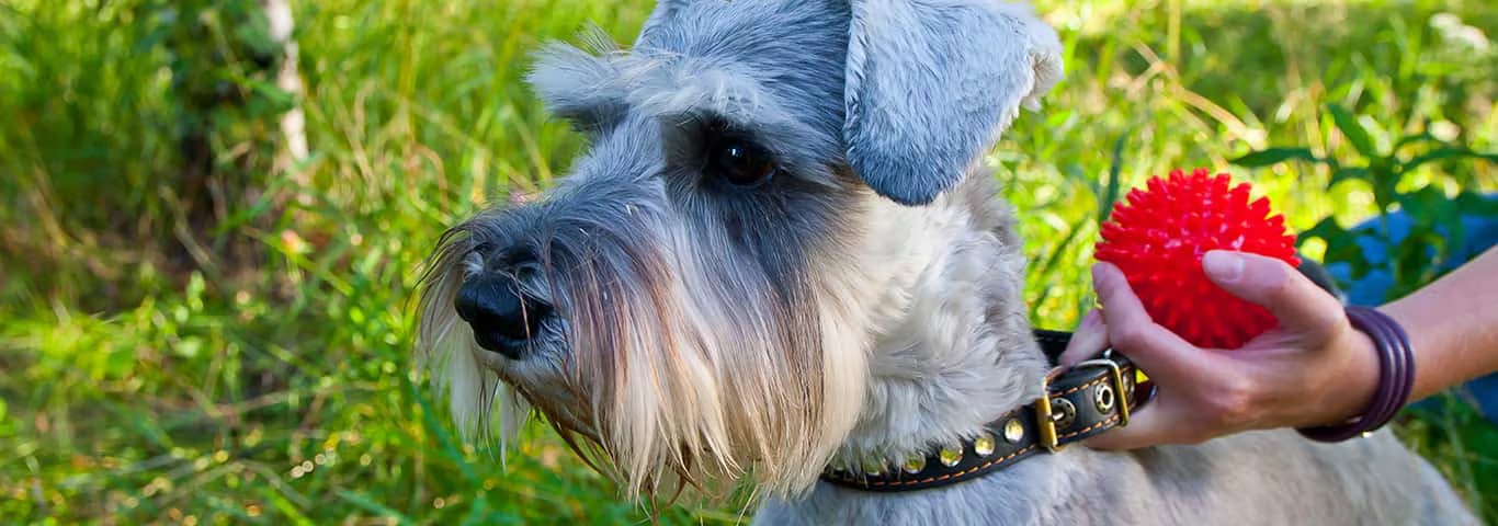 Photo d'un chien Schnauzer miniature