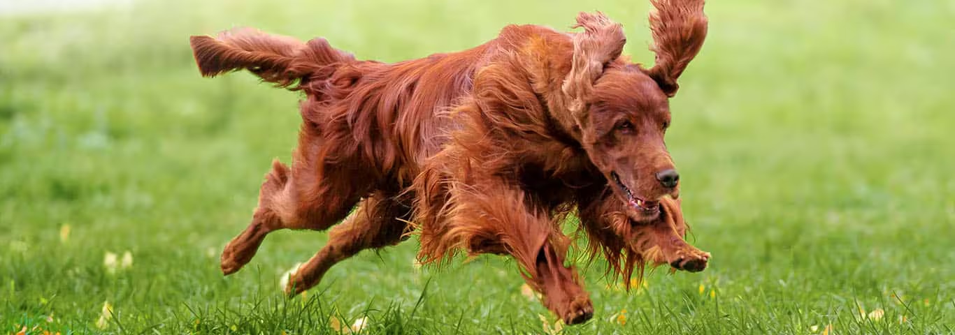 Photo d'un chien Setter irlandais