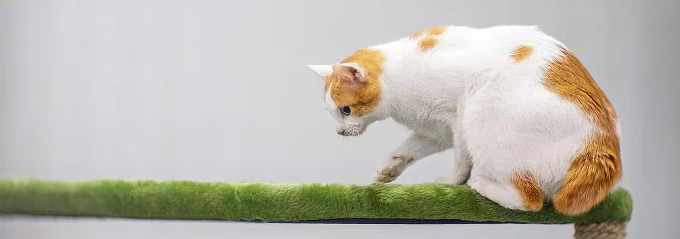 Photo d'un chat Bobtail japonais