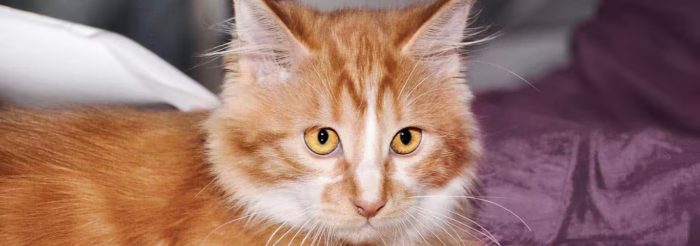 Photo d'un chat Cymric