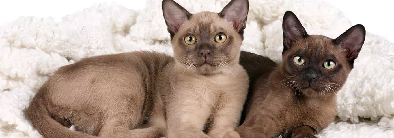 Photo d'un chat birman