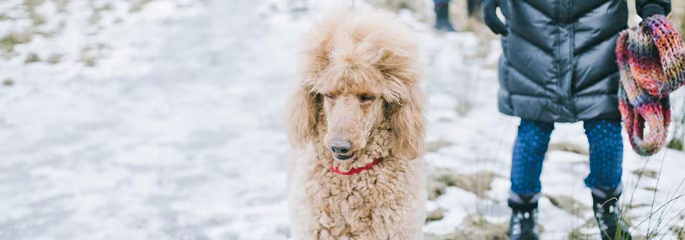 Photo d'un chien caniche