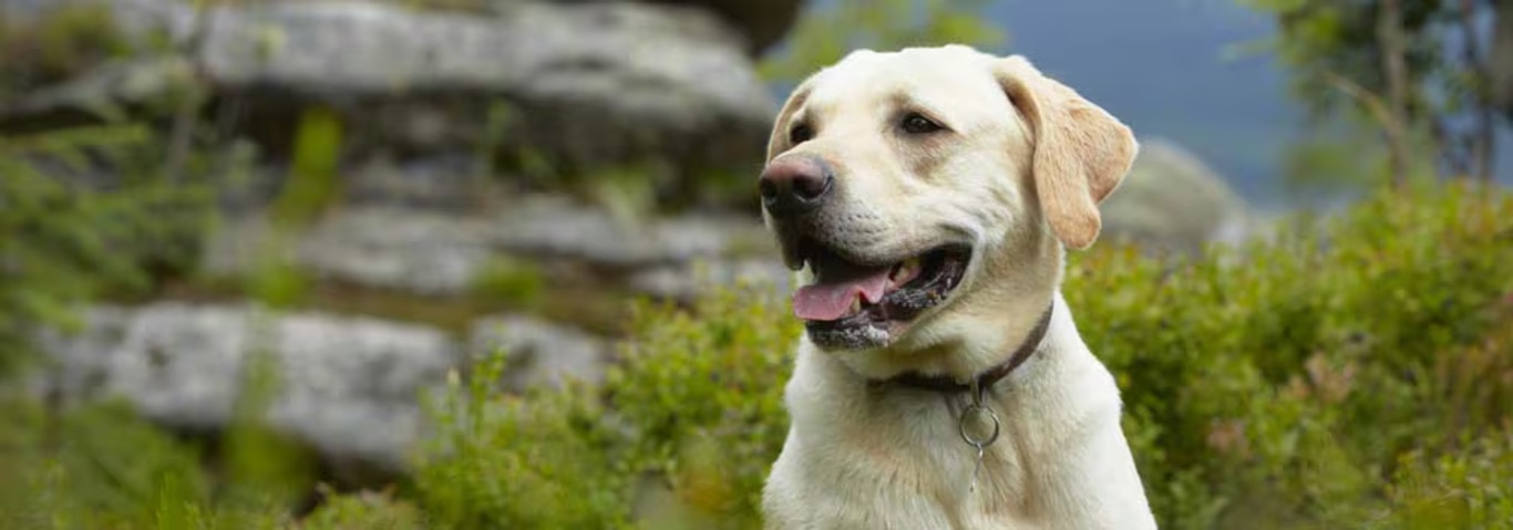 Photo d'un chien Labrador Retriever