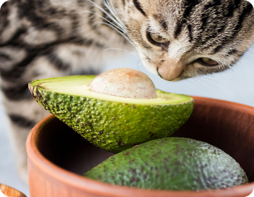 Avocats