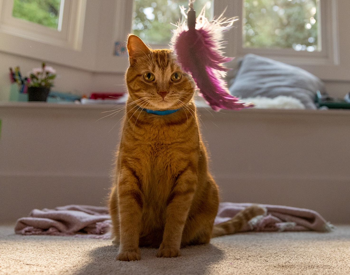 Chat regardant un jouet agité devant lui
