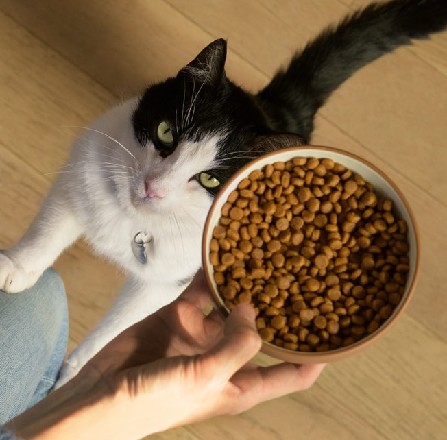 Chat regardant un bol de nourriture