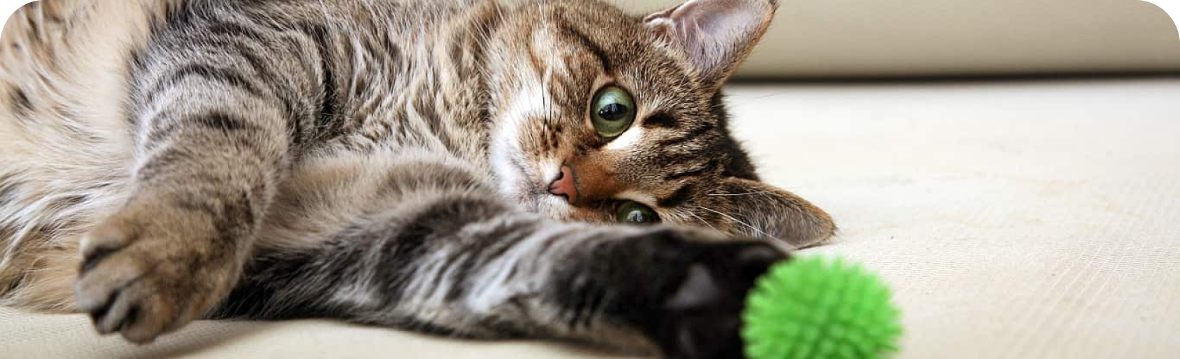 Chat couché sur le sol avec une balle verte à proximité