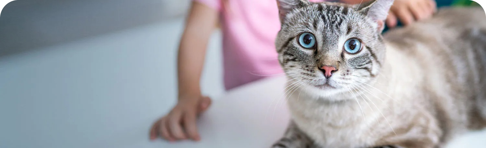 a cat sitting on a table