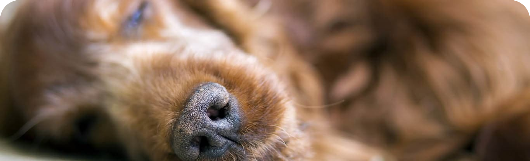 Chien dormant