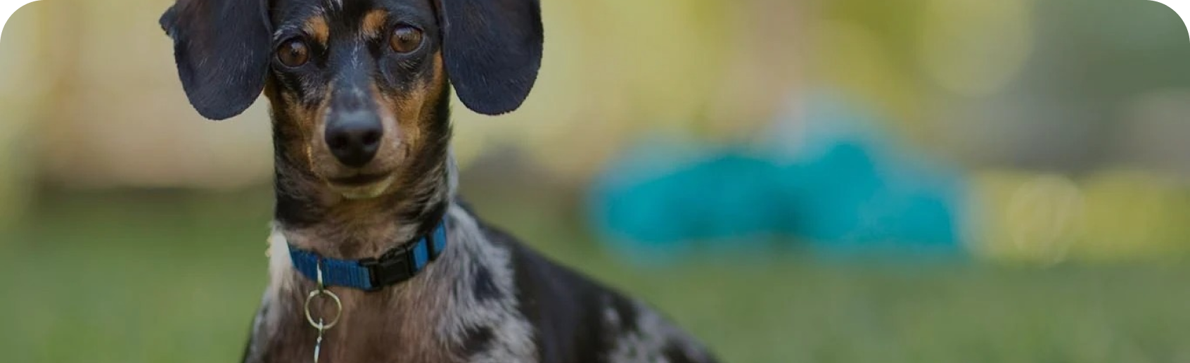 Chien à l’extérieur
