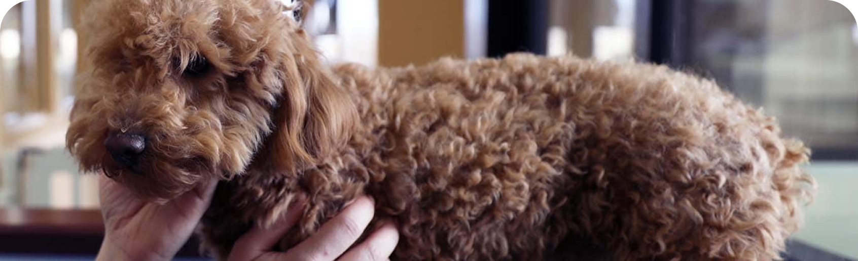Chien dans une clinique vétérinaire
