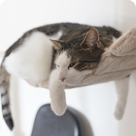 Chat obèse couché dans un hamac pour chat
