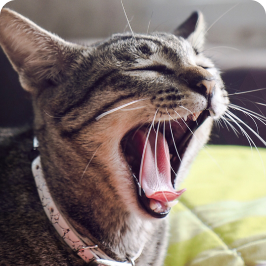Chat bâillant